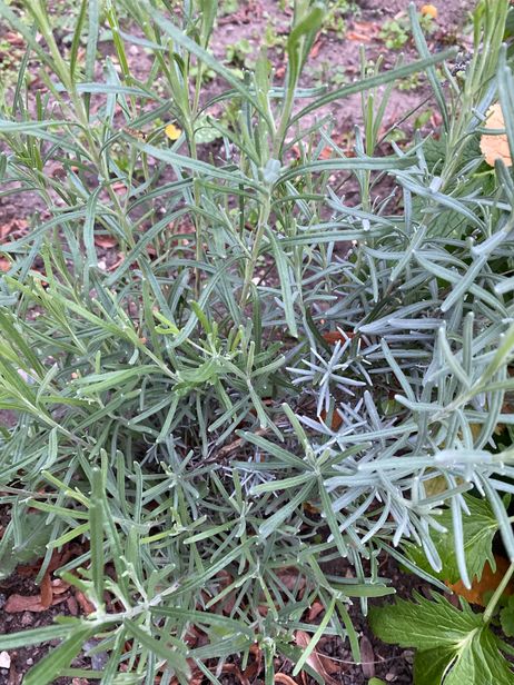 Lavendel Lavendel